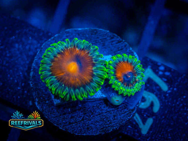 WWC Elemental Fury Zoa coral image from ReefRivals, listed as Zoanthus sp. and Zoas