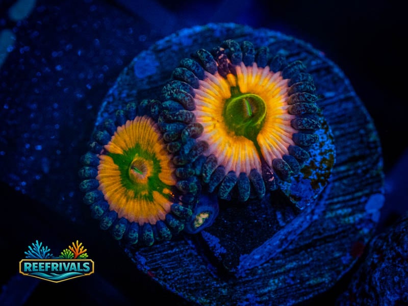 WWC Sunny D Zoa coral image from ReefRivals, listed as Zoanthus sp. and Zoas