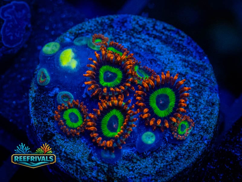 WWC Emeralds on Fire Zoa coral image from ReefRivals, listed as Zoanthus sp. and Zoas