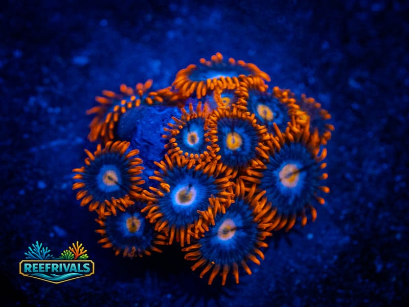 ECC Snitches Zoa (Mini Colony) coral image from ReefRivals, listed as Zoanthus sp. and Zoas