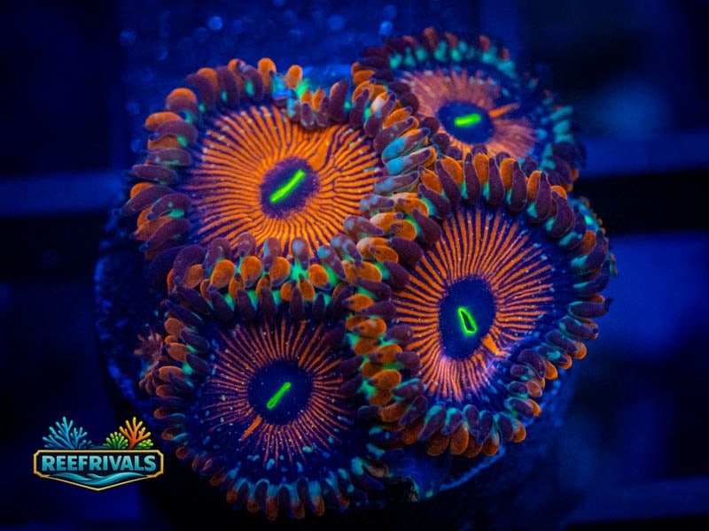 WWC Salted Agave Zoa coral image from ReefRivals, listed as Zoanthus sp. and Zoas