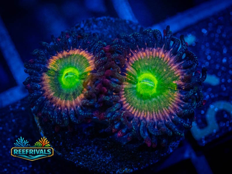 CB Rainbow Infusion Zoa WYSIWYG coral image | ReefRivals CB Rainbow Infusion Zoa coral image from ReefRivals, listed as Zoanthus sp. and Zoas