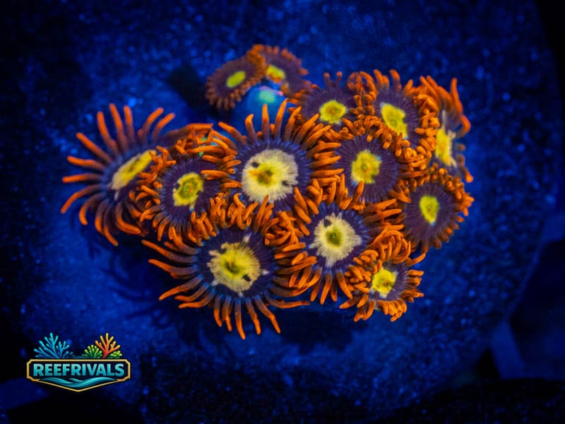 WWC Blondies Zoa (Mini Colony) coral image from ReefRivals, listed as Zoanthus sp. and Zoas