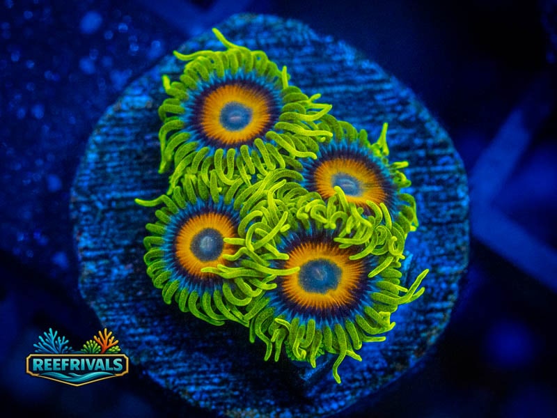 WWC Super Saiyan Zoa coral image from ReefRivals, listed as Zoanthus sp. and Zoas
