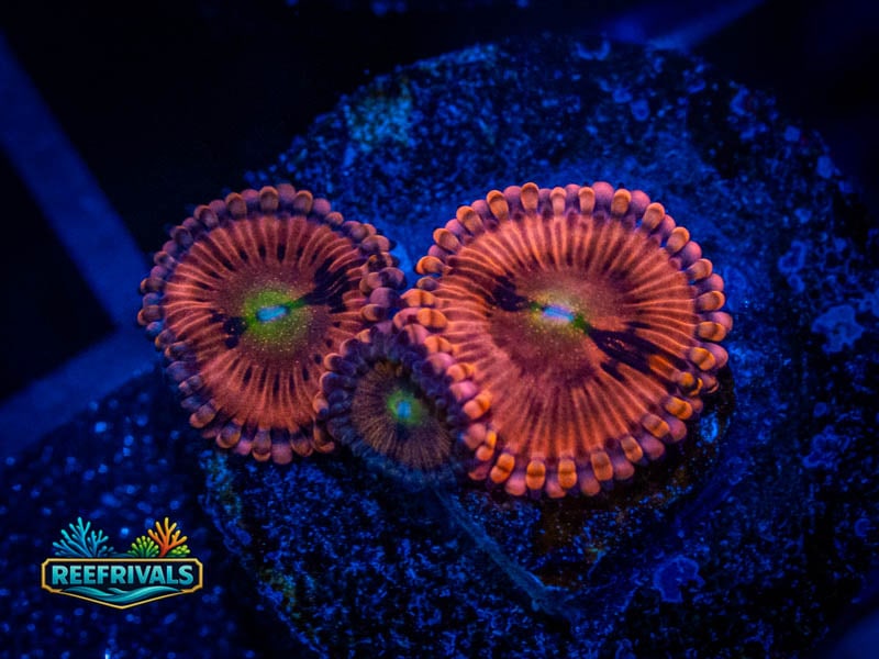 WWC Halle Berry Zoa coral image from ReefRivals, listed as Zoanthus sp. and Zoas