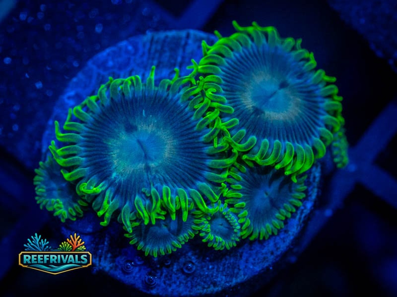 TG Purple People Eater Zoa WYSIWYG coral image | ReefRivals TG Purple People Eater Zoa coral image from ReefRivals, listed as Zoanthus sp. and Zoas