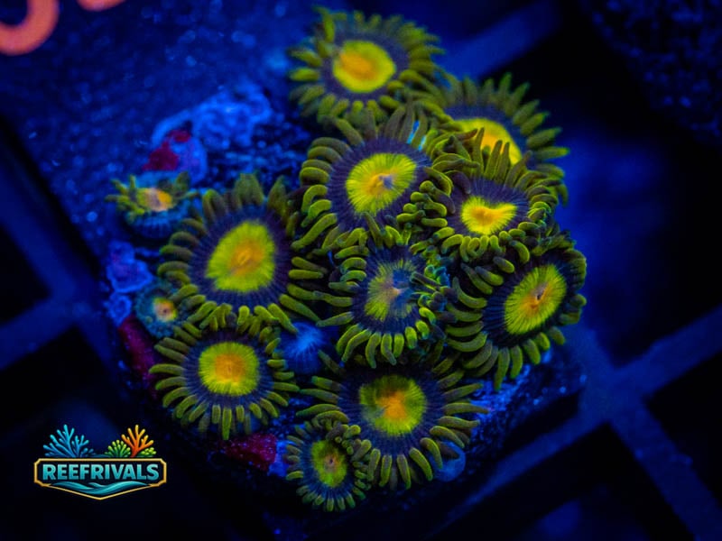 ECC Tutti Frutti Zoa (Mini Colony) coral image from ReefRivals, listed as Zoanthus sp. and Zoas