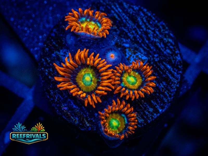 WWC Solar Fusion Zoa coral image from ReefRivals, listed as Zoanthus sp. and Zoas