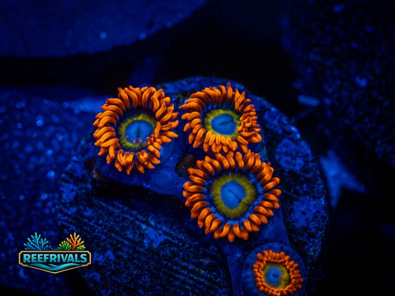 TG Blondie Zoa coral image from ReefRivals, listed as Zoanthus sp. and Zoas