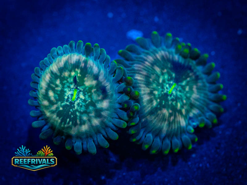 TSA Hawaiian Ding Dang Zoa WYSIWYG coral image | ReefRivals TSA Hawaiian Ding Dang Zoa coral image from ReefRivals, listed as Zoanthus sp. and Zoas