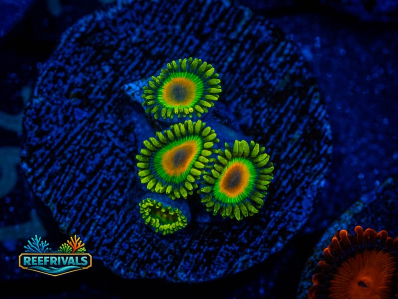 TG Rasta Zoa coral image from ReefRivals, listed as Zoanthus sp. and Zoas