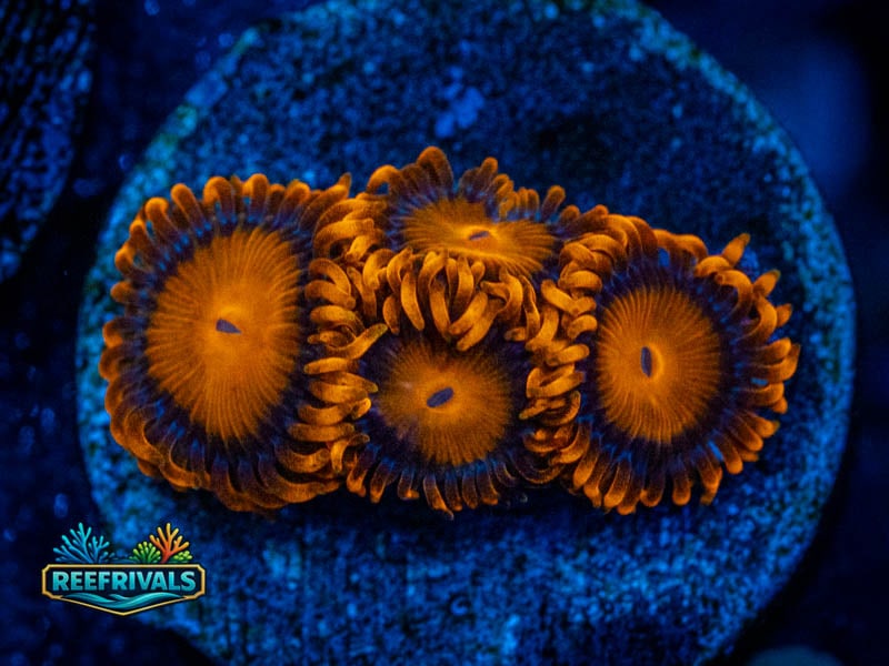 ECC Bam Bamz Zoa coral image from ReefRivals, listed as Zoanthus sp. and Zoas