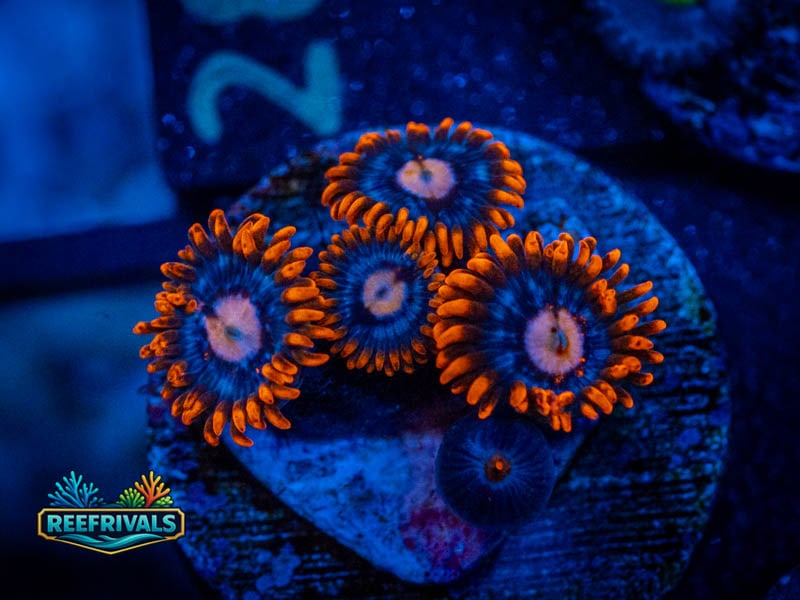 WWC Snitches Zoa WYSIWYG coral image | ReefRivals WWC Snitches Zoa coral image from ReefRivals, listed as Zoanthus sp. and Zoas