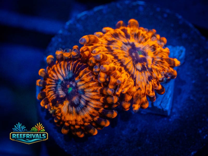 OG Utter Chaos Zoa coral image from ReefRivals, listed as Zoanthus sp. and Zoas