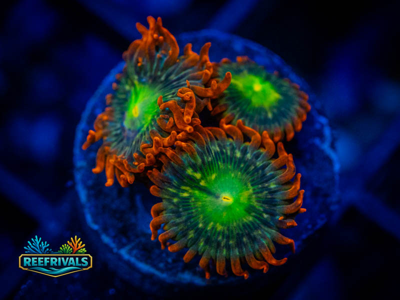 WA Double Dare Zoa coral image from ReefRivals, listed as Zoanthus sp. and Zoas