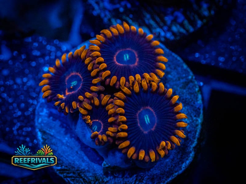 TSA Red Hornet Zoa coral image from ReefRivals, listed as Zoanthus sp. and Zoas