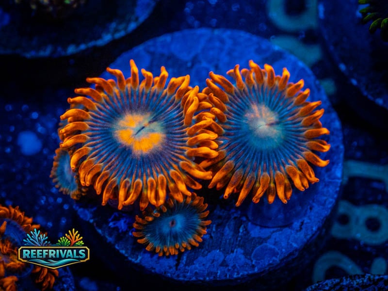 CC Tequila Sunrise Zoa WYSIWYG coral image | ReefRivals CC Tequila Sunrise Zoa coral image from ReefRivals, listed as Zoanthus sp. and Zoas