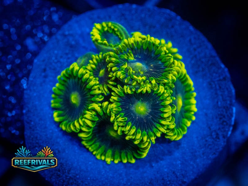 CC Blueberry Pie Zoa coral image from ReefRivals, listed as Zoanthus sp. and Zoas