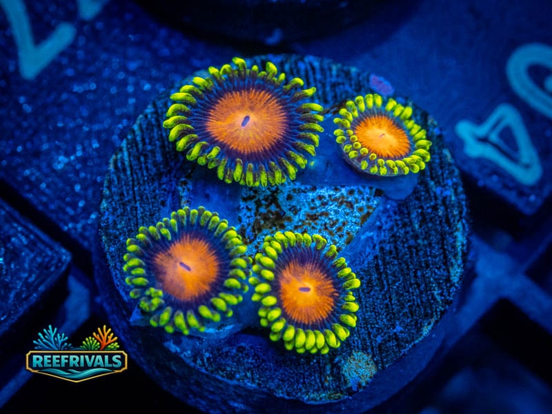 RS Yellow Brick Road Zoa coral image from ReefRivals, listed as Zoanthus sp. and Zoas