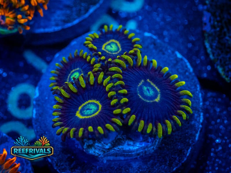 CA Blue Hornet Zoa coral image from ReefRivals, listed as Zoanthus sp. and Zoas