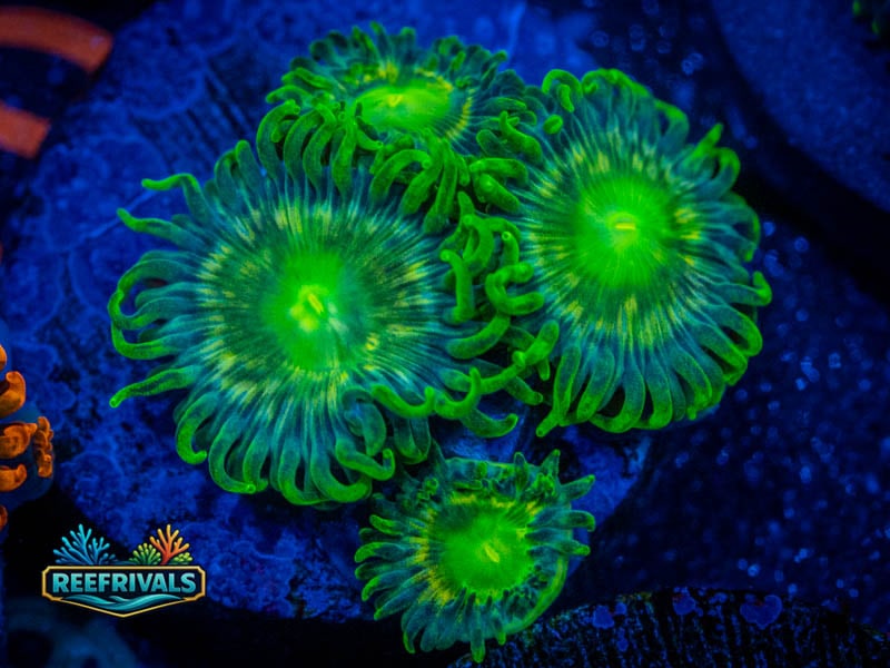 CC Verdant Grove Zoa WYSIWYG coral image | ReefRivals CC Verdant Grove Zoa coral image from ReefRivals, listed as Zoanthus sp. and Zoas