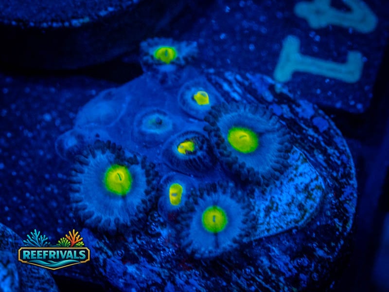 WWC AOI Zoa coral image from ReefRivals, listed as Zoanthus sp. and Zoas