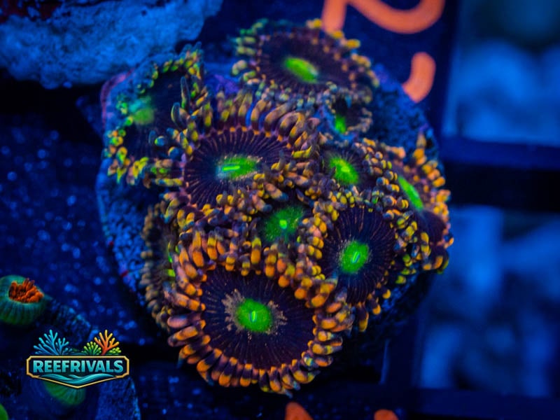 WWC Utter Peace Zoa (Mini Colony) coral image from ReefRivals, listed as Zoanthus sp. and Zoas