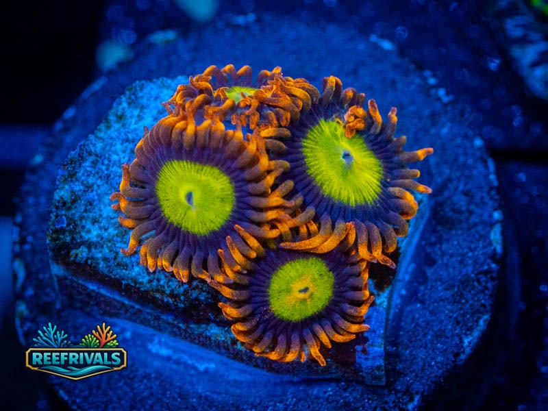TG Mandarin Zoa WYSIWYG coral image | ReefRivals TG Mandarin Zoa coral image from ReefRivals, listed as Zoanthus sp. and Zoas