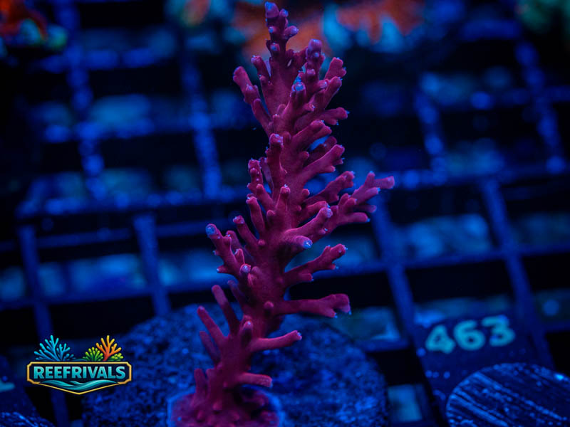 TSA Red Dragon Acropora coral image from ReefRivals, listed as Acropora sp. and Acros
