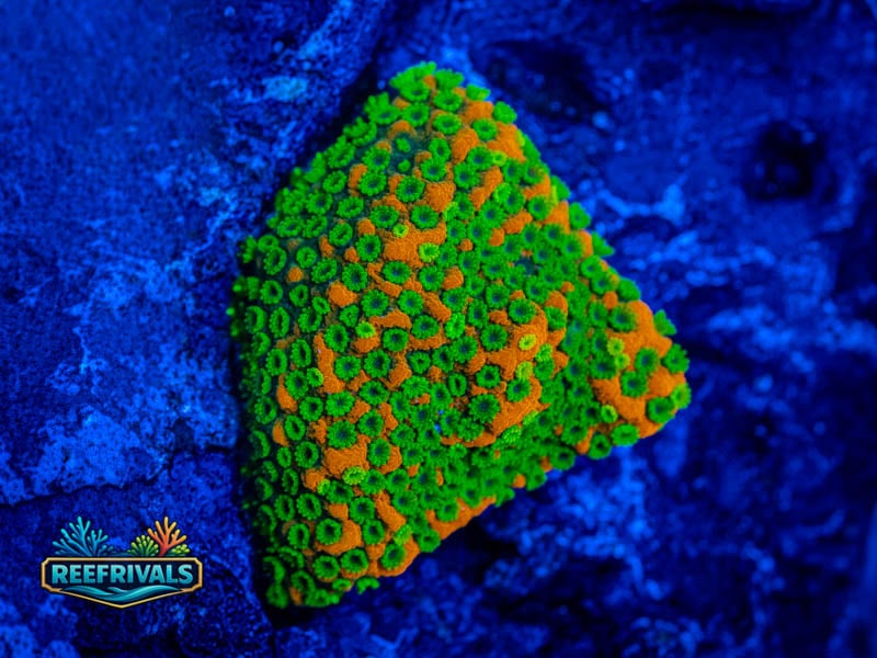 WWC Sunset Monti coral image from ReefRivals, listed as Montipora sp. and Montis