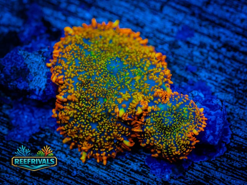 TSA Captain Jack Mushroom (3 Polyps) WYSIWYG coral image | ReefRivals TSA Captain Jack Mushroom (3 Polyps) coral image from ReefRivals, listed as Rhodactis spp. and Mushrooms