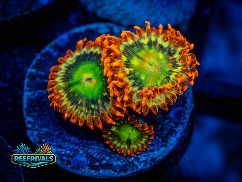 RL Spitfire Zoa coral image from ReefRivals, listed as Zoanthus sp. and Zoas