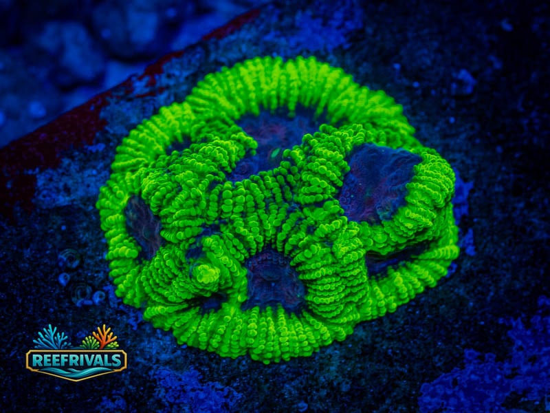 RVL Raptor's Peace Favia coral image from ReefRivals, listed as Favia sp. and Favias