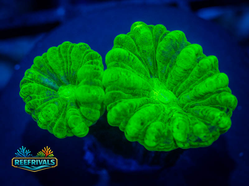 RVL Kyryptonite Candy Cane WYSIWYG coral image | ReefRivals RVL Kyryptonite Candy Cane coral image from ReefRivals, listed as Caulastrea sp. and LPS Branching