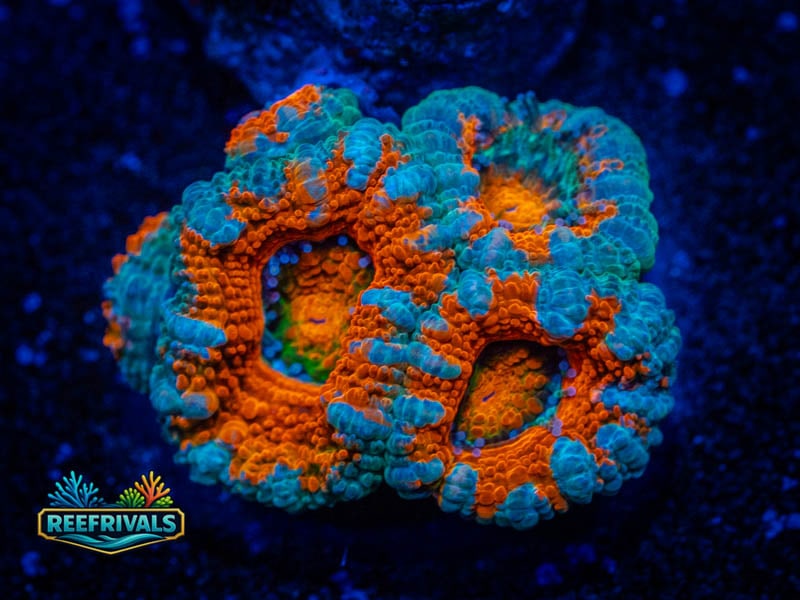 CC Rainbow Ultra Acan WYSIWYG coral image | ReefRivals CC Rainbow Ultra Acan coral image from ReefRivals, listed as Micromussa sp. and Acans