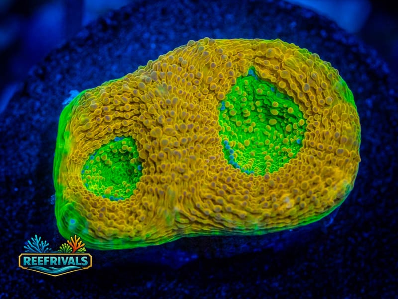 RVL Orange Sorbet Acan Echinata coral image from ReefRivals, listed as Micromussa sp. and Acans