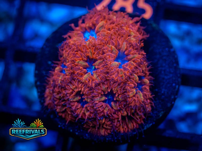 TSA Blue Raven Blasto WYSIWYG coral image | ReefRivals TSA Blue Raven Blasto coral image from ReefRivals, listed as Blastomussa sp. and LPS Fleshy