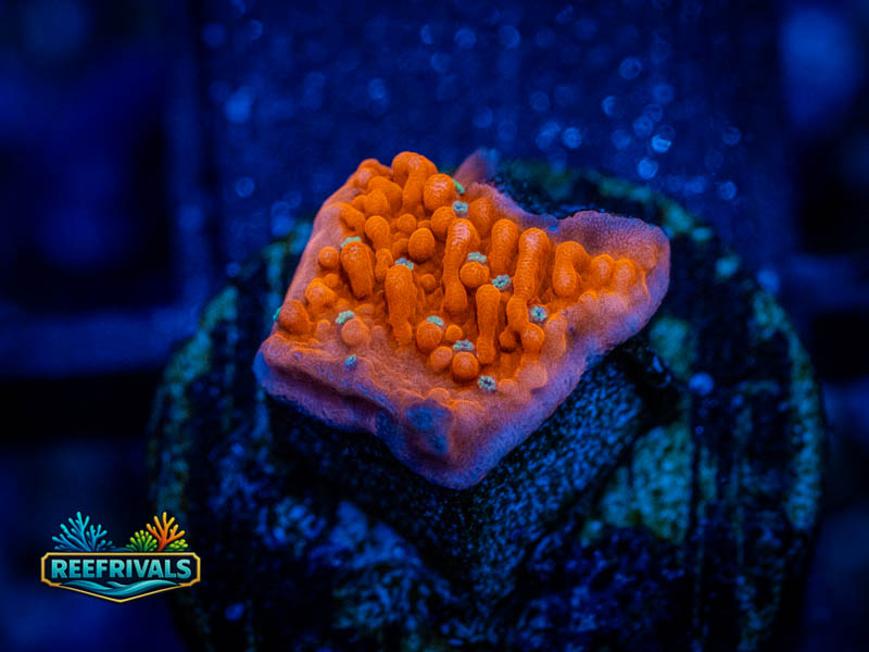 WWC Cherry Tree Monti WYSIWYG coral image | ReefRivals WWC Cherry Tree Monti coral image from ReefRivals, listed as Montipora sp. and Montis