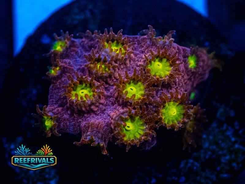TG Bling Bling Cyphastrea coral image from ReefRivals, listed as Cyphastrea sp. and Encrusting