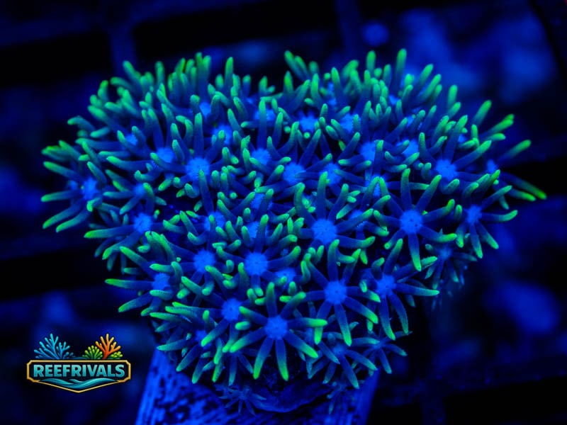 RVL Blue Core GSP coral image from ReefRivals, listed as Briareum sp. and Soft Coral
