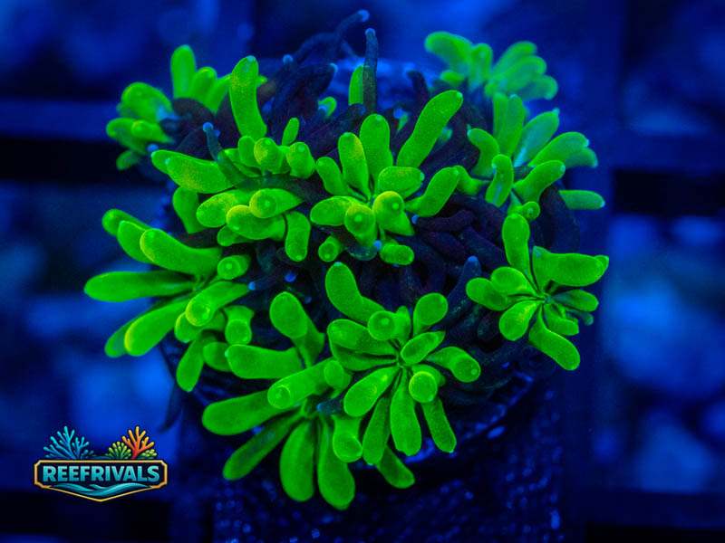 RVL Emerald Galaxea coral image from ReefRivals, listed as Galaxea sp. and SPS Plating
