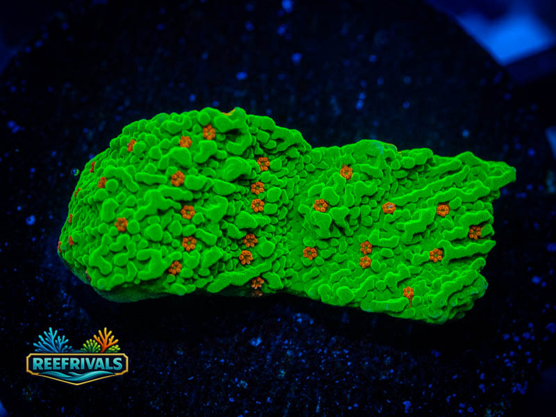 WWC Season's Greetings Monti coral image from ReefRivals, listed as Montipora sp. and Montis