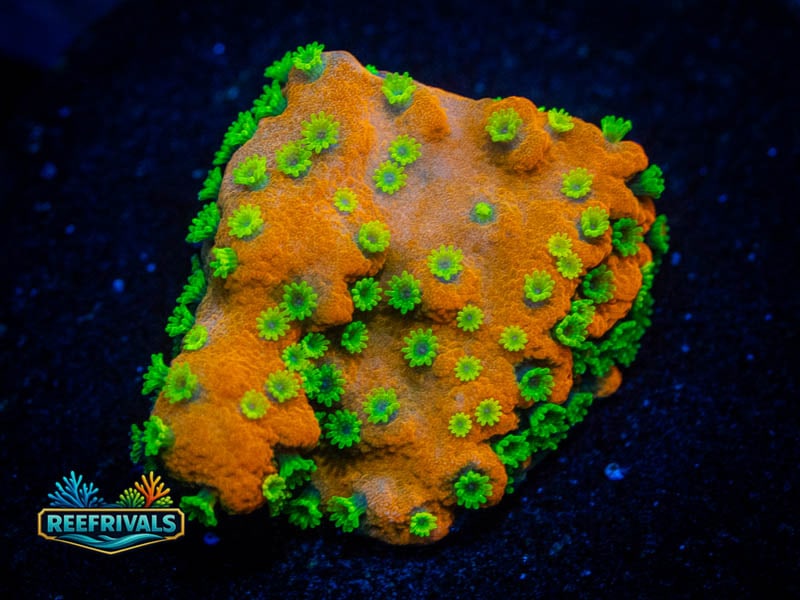 WWC Sunset Monti WYSIWYG coral image | ReefRivals WWC Sunset Monti coral image from ReefRivals, listed as Montipora sp. and Montis