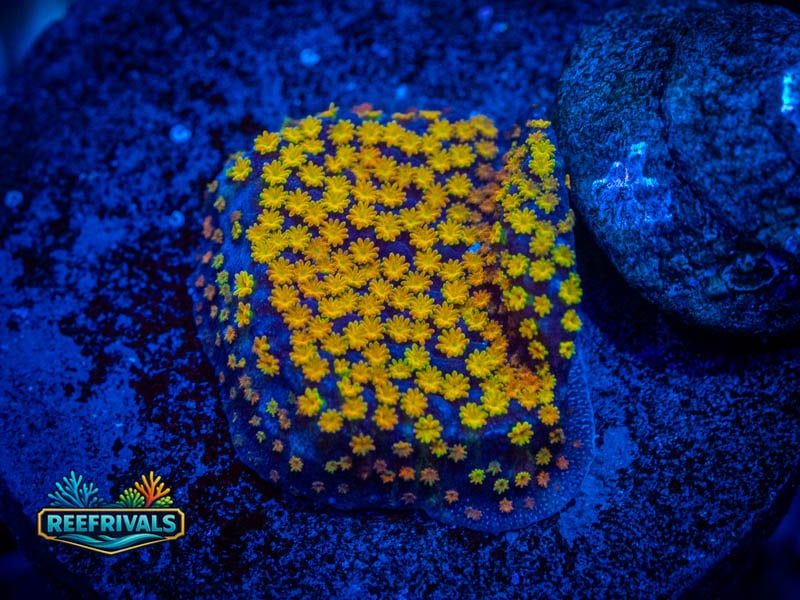 JF Grafted Rainbow Monti coral image from ReefRivals, listed as Montipora sp. and Montis
