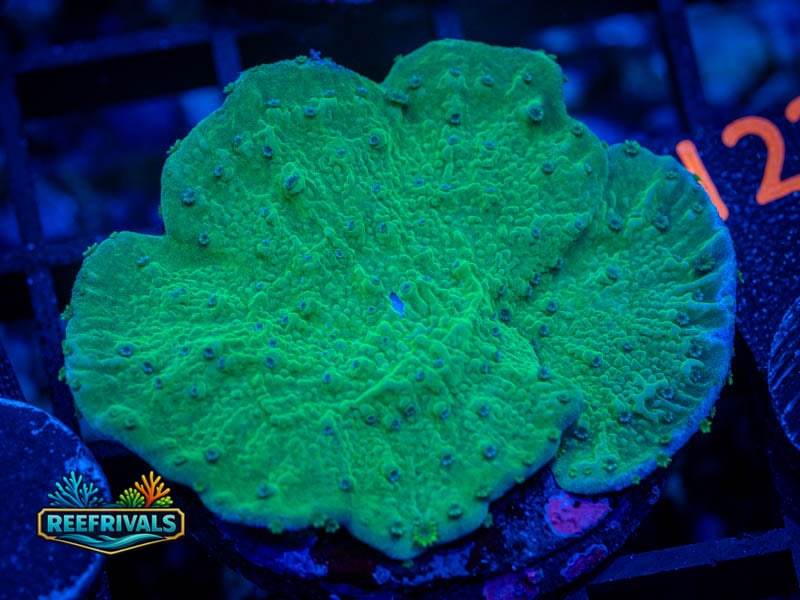 RVL Candy Apple Cap WYSIWYG coral image | ReefRivals RVL Candy Apple Cap coral image from ReefRivals, listed as Montipora sp. and Montis