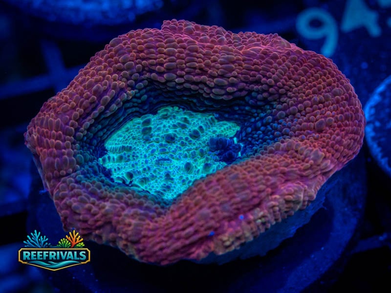 RVL Ultra Red Bowerbanki coral image from ReefRivals, listed as Micromussa sp. and Acans
