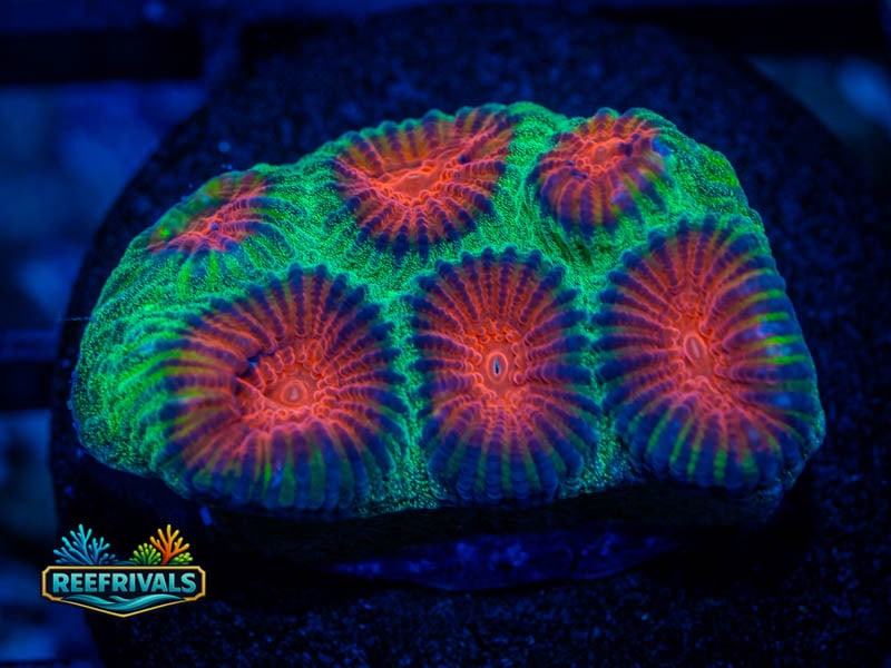 TSA Watermelon Favia coral image from ReefRivals, listed as Favia sp. and Favias