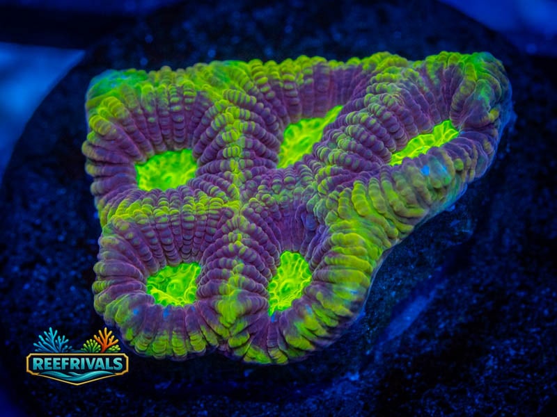 RVL Joker Favia coral image from ReefRivals, listed as Favia sp. and Favias