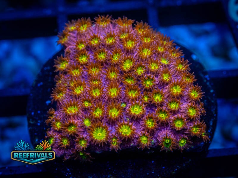 ARC Bling Bling Cyphastrea coral image from ReefRivals, listed as Cyphastrea sp. and Encrusting