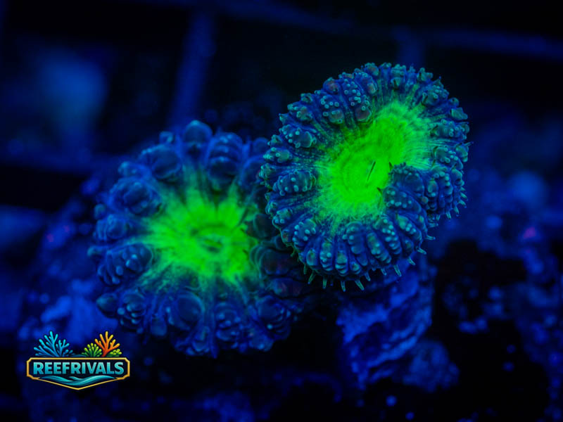 RVL Uranium Blasto coral image from ReefRivals, listed as Blastomussa sp. and LPS Fleshy